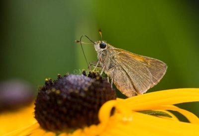 Tawny-edged Skipper pairs & others