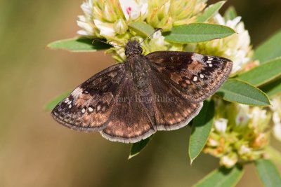 Wild Indigo Duskywing (Erynnis baptisiae)