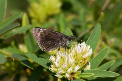 Wild Indigo Duskywing _11R0504.jpg