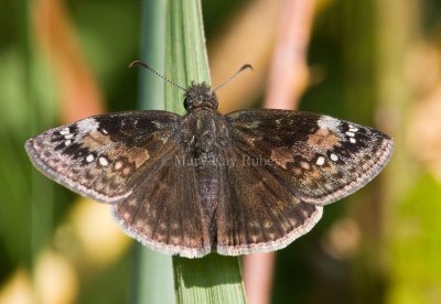 Wild Indigo Duskywing _11R0511.jpg