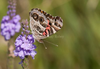 American Lady _I9I8072.jpg