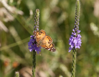 American Lady _I9I8052.jpg