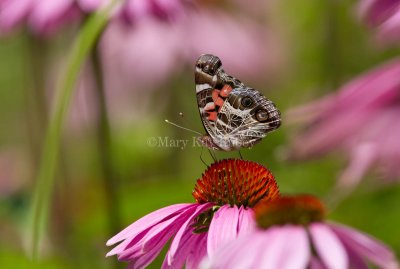 American Lady _MG_8676.jpg