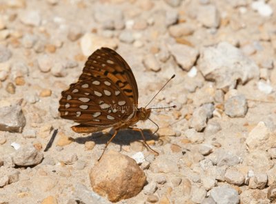 Aphrodite Fritillary _I9I5286.jpg