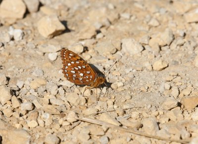 Aphrodite Fritillary _I9I5356.jpg