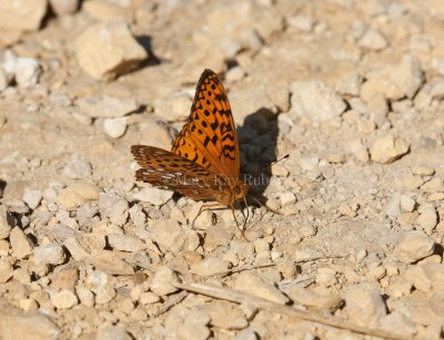 Aphrodite Fritillary _I9I5358.jpg