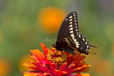 BLACK SWALLOWTAIL (Papilio polyxenes)