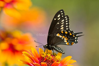 Black Swallowtail _MG_3456.jpg