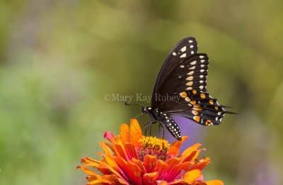 Black Swallowtail _MG_3384.jpg