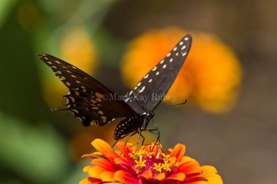 Black Swallowtail _MG_8961.jpg