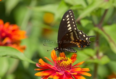 Black Swallowtail _MG_3327.jpg