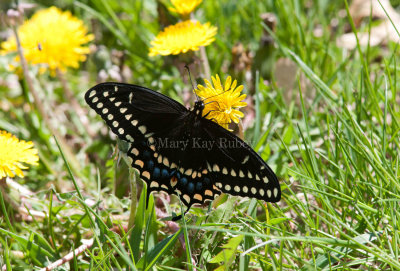 Black Swallowtail _11R4548.jpg