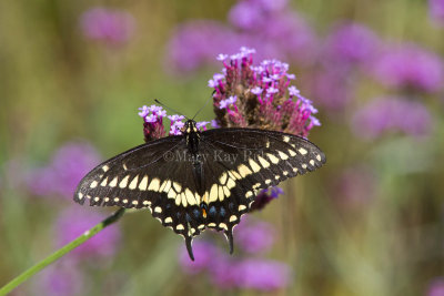 Black Swallowtail _MG_0676.jpg