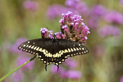 Black Swallowtail _MG_0678.jpg