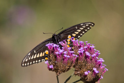 Black Swallowtail _MG_0688.jpg