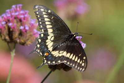 Black Swallowtail _MG_0752.jpg