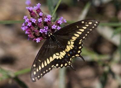Black Swallowtail _MG_0770.jpg