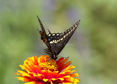 Black Swallowtail _MG_1146.jpg
