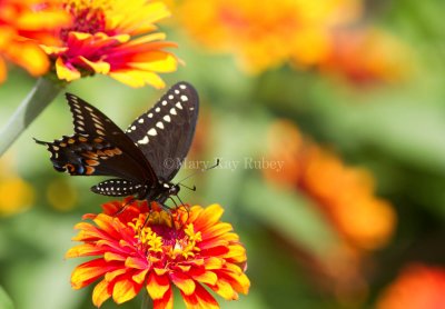 Black Swallowtail _MG_1155.jpg