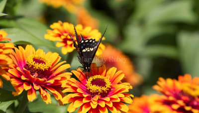 Black Swallowtail _MG_1172.jpg