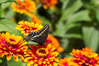 Black Swallowtail _MG_1177.jpg