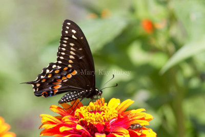 Black Swallowtail _MG_1203.jpg