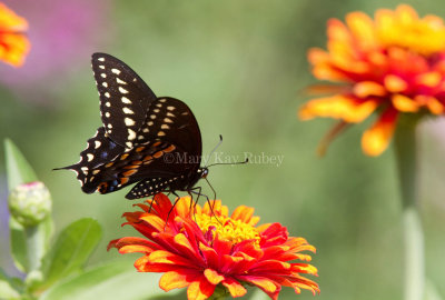 Black Swallowtail _MG_1209.jpg