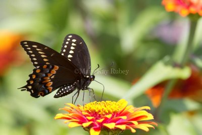 Black Swallowtail _MG_1218.jpg
