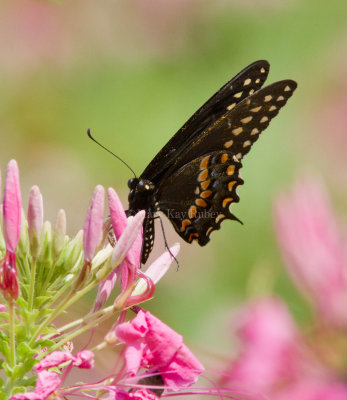 Black Swallowtail covered with pollen _MG_1803.jpg