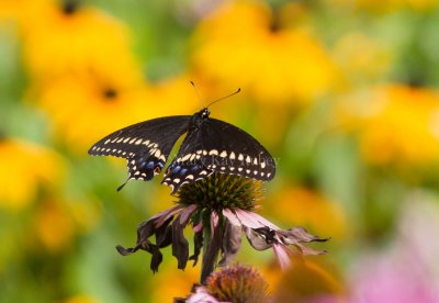 Black Swallowtail _MG_1815.jpg