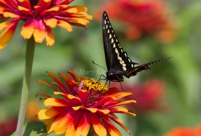 Black Swallowtail _MG_3312.jpg