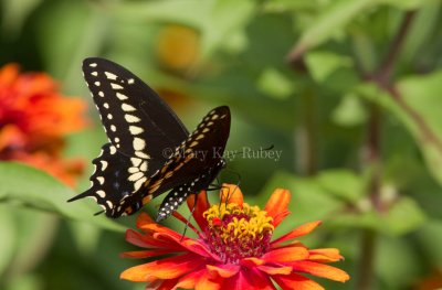 Black Swallowtail _MG_3329.jpg