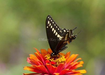 Black Swallowtail _MG_3354.jpg
