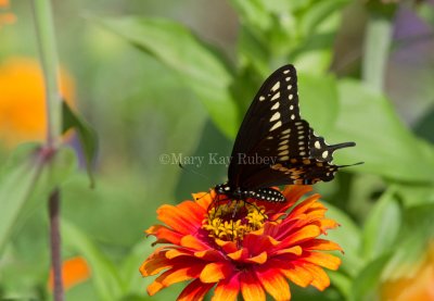 Black Swallowtail _MG_3369.jpg