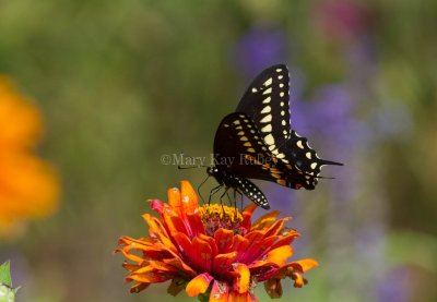 Black Swallowtail _MG_3382.jpg