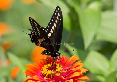 Black Swallowtail _MG_3395.jpg