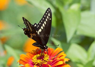 Black Swallowtail _MG_3397.jpg