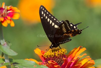 Black Swallowtail _MG_3428.jpg