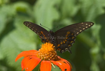 Black Swallowtail _MG_8784.jpg