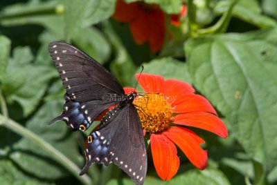 Black Swallowtail _MG_8841.jpg