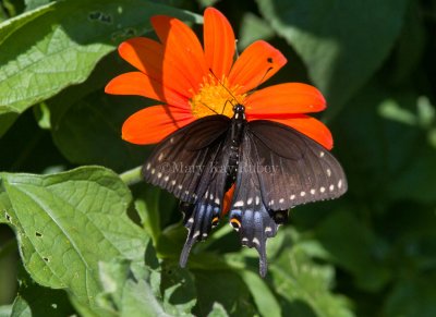 Black Swallowtail _MG_8846.jpg