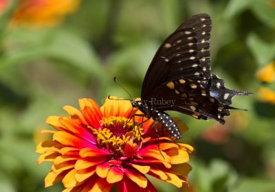 Black Swallowtail _MG_8934.jpg