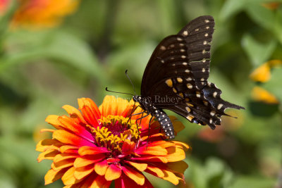 Black Swallowtail _MG_8935.jpg