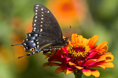 Black Swallowtail _MG_8937.jpg