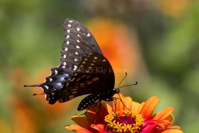 Black Swallowtail _MG_8941.jpg