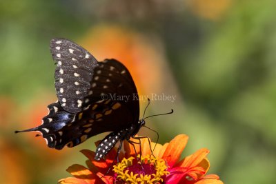 Black Swallowtail _MG_8942.jpg