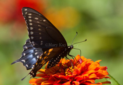 Black Swallowtail _MG_8967.jpg