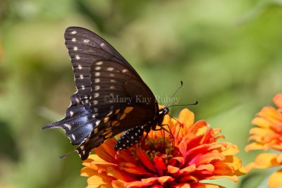 Black Swallowtail _MG_8970.jpg