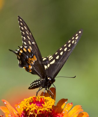 Black Swallowtail _MG_8997.jpg
