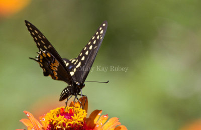 Black Swallowtail _MG_9001.jpg